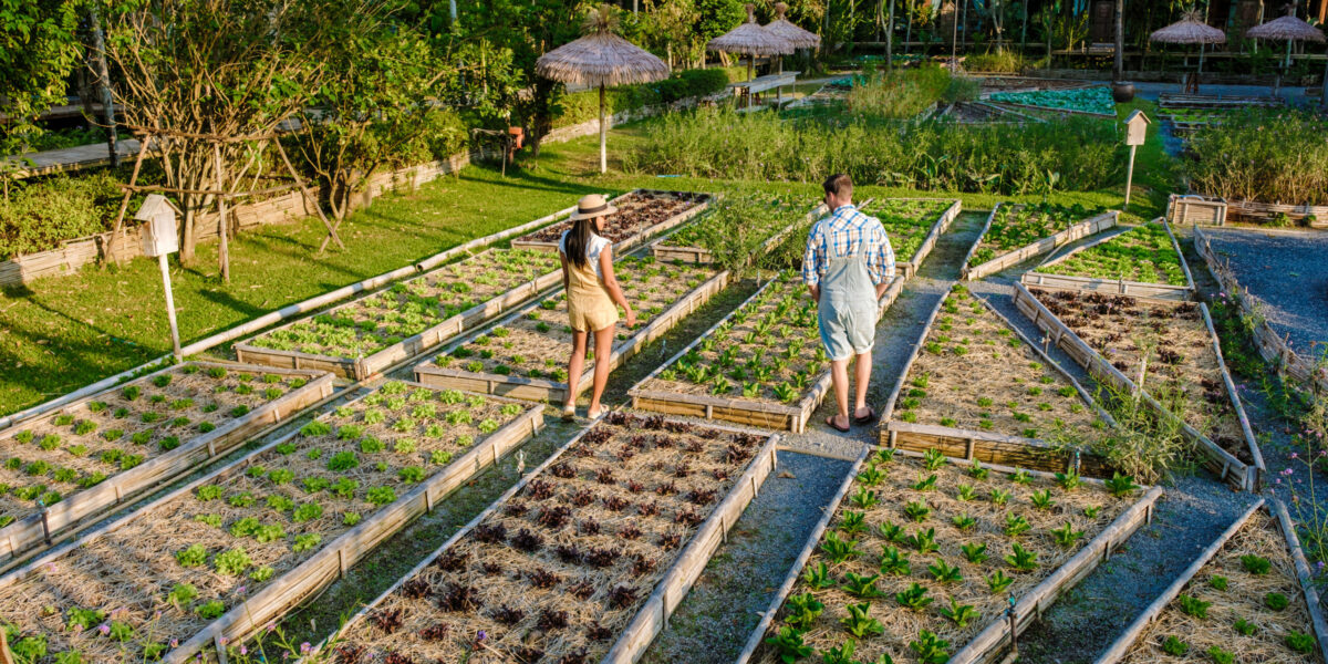 Community kitchen garden. Raised garden beds with plants in vegetable community garden in Thailand Community kitchen garden. Raised garden beds with plants in vegetable community garden in Thailand.