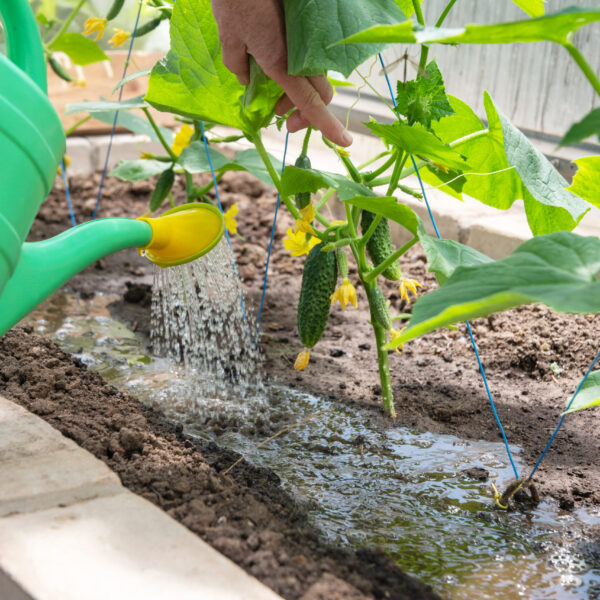 gardener waters young cucumber seedlings in a greenhouse on nutritious soil with a watering can, grows vegetables gardener waters young cucumber seedlings in a greenhouse on nutritious soil with a watering can, grows vegetables in her own garden during the food crisis, high quality photo