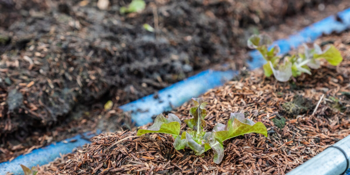 Organic farming red oak lettuce on soil in garden plot Young organic farming red oak lettuce on soil in garden plot