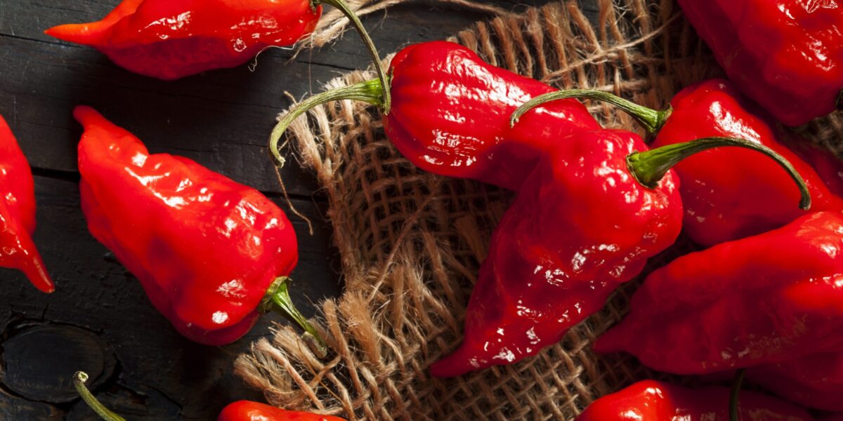 Spicy Hot Bhut Jolokia Ghost Peppers on a Background Spicy Hot Bhut Jolokia Ghost Peppers on a Background