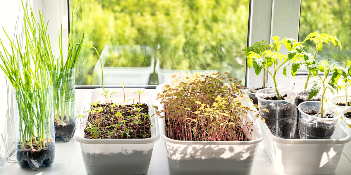 Indoor Plants on Window Sill Growing in Containers. Home Gardening and Cultivation of Young Organic Vegetable Seedlings.