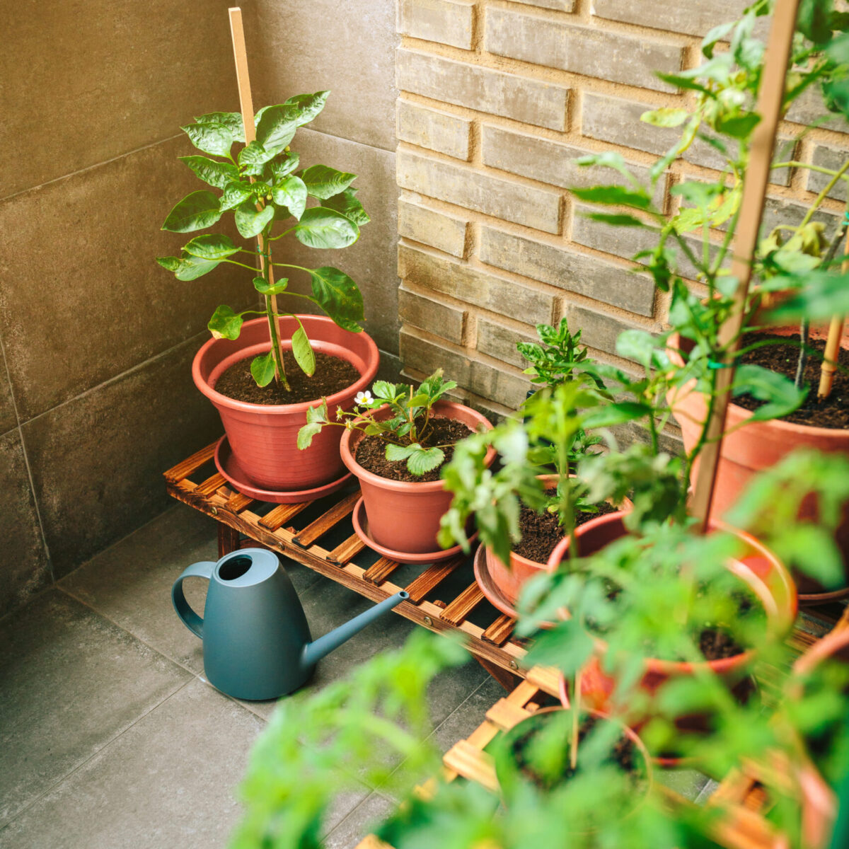 Small vegetable garden on balcony of town apartment with varieties of green plants growing on a ceramic pots and brick wall on background. Urban sustainable organic garden concept.