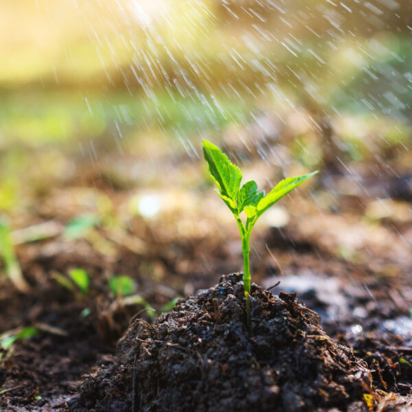 Closeup image of people watering a small tree on pile of soil in the garden