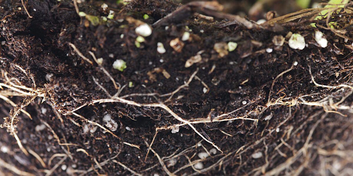 plant-roots-in-soil-closeup-2026-01-11-09-21-57-utc