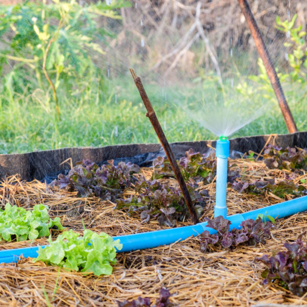 Sprinkle water on green and red oak in organic garden
