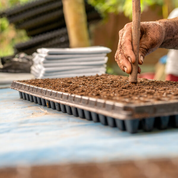Hand planting seeds in seedling tray in nursery Hand planting seeds, making holes in soil filled nursery trays for passion fruit cultivation and sustainable agriculture