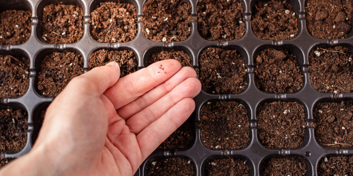 Home gardening. Plant care. White wooden background Hand holds small mint seeds. Cells for planting seeds and sprouts. Home gardening. Growing plants in your apartment. Fertile brown land.