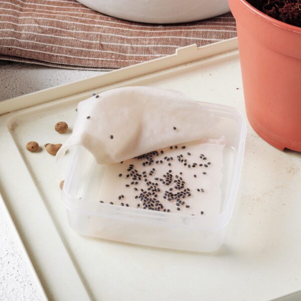 soaking-basil-seeds-before-planting-in-the-soil-2026-01-07-00-33-07-utc soaking-basil-seeds-before-planting-in-the-soil-2026-01-07-00-33-07-utc