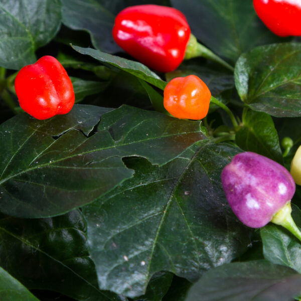 close-up-of-a-pepper-plant-with-beautiful-small-pe-2026-03-26-10-46-57-utc