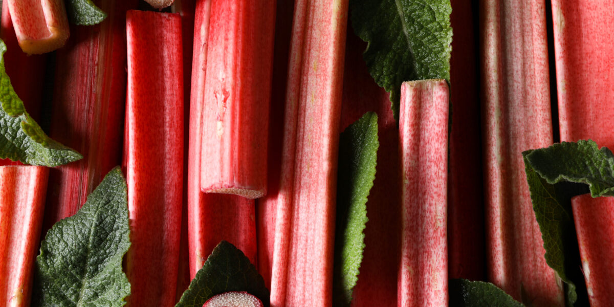 Rhubarb stem and mint leaves, space for text Rhubarb stem and mint leaves, space for text