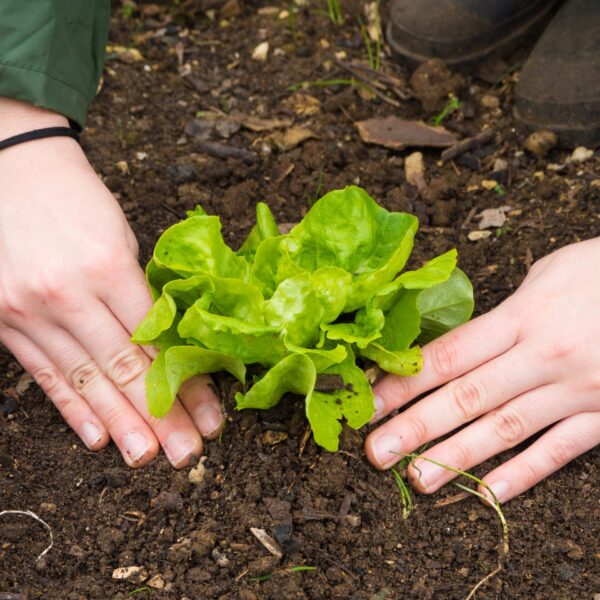 A person planting vegetables in the soil during daytime
