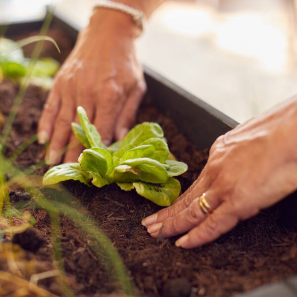 Close Up Of Senior Woman Planting Plants Into Wooden Garden Planter At Home