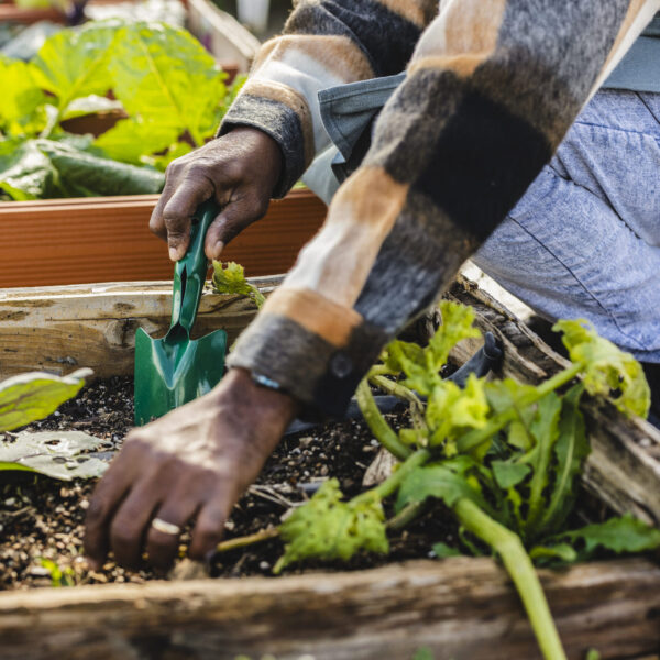 Senior farmer nurturing plants in a raised garden bed, using a small trowel to aerate the soil around vibrant vegetables, fostering healthy growth in an organic environment