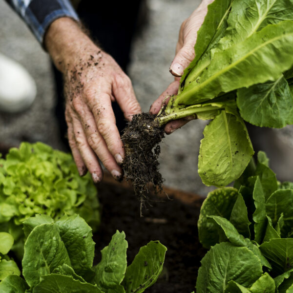 Hands picking organic fresh agricultural lettuce