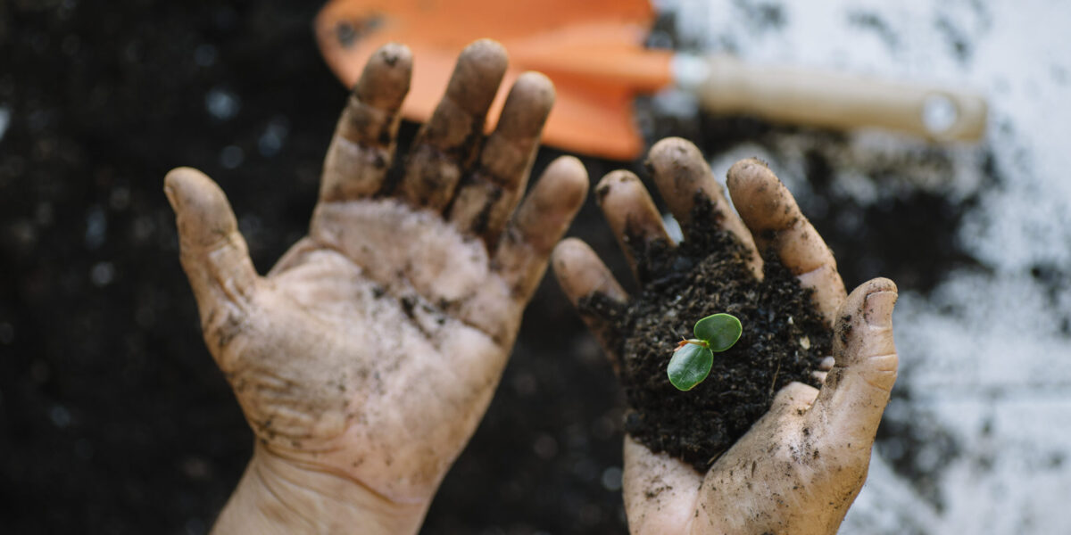 Senior man hands transplanting plant.