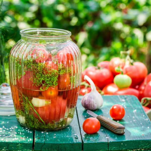 Pickling tomatoes with garlic and dill